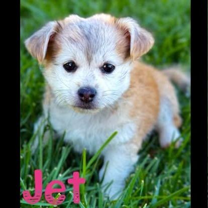Jet