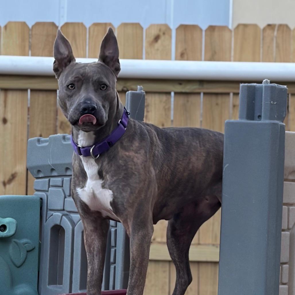 Pepper-Adoption Fee SPONSORED!