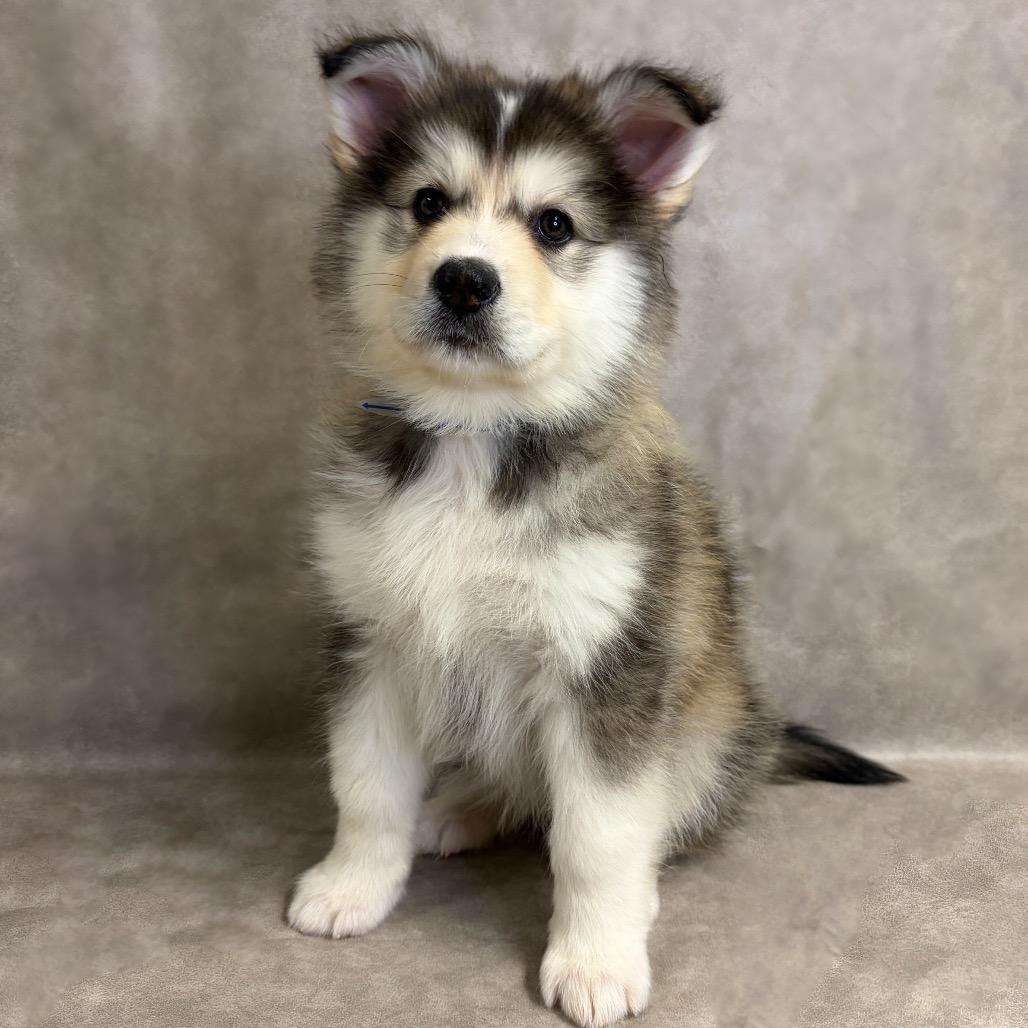 1217 (2026) Mishka