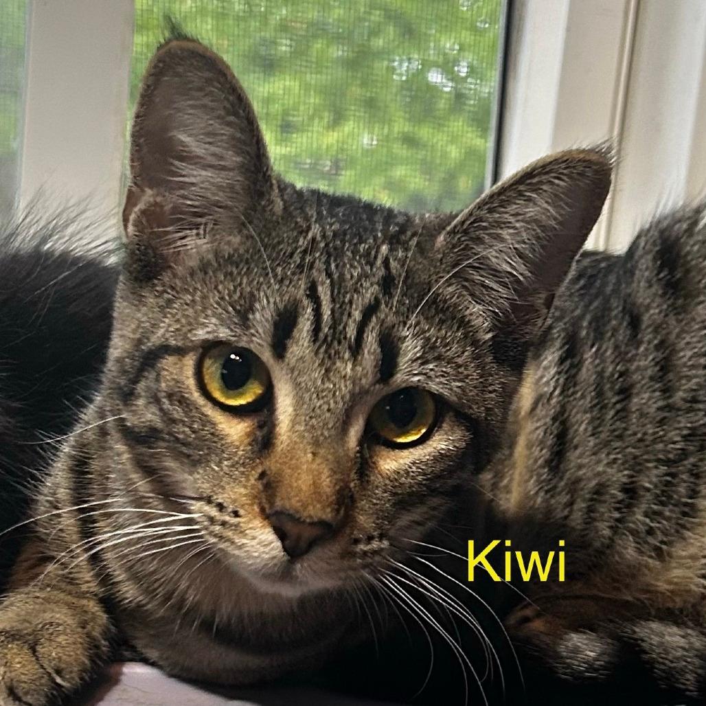 Kiwi