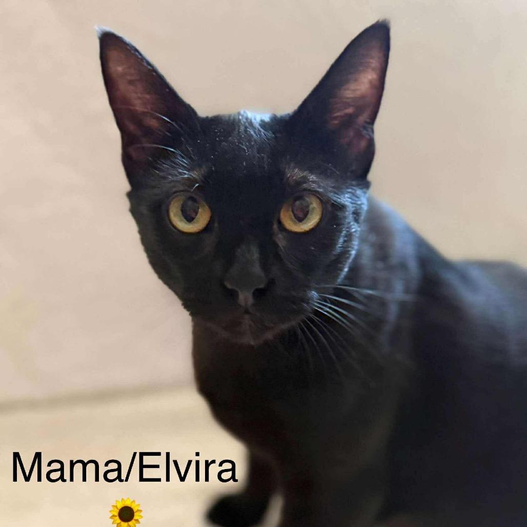 Elvira  (Mom) 