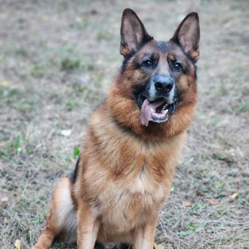 SIMBA (I’m sponsored. Reduced adoption fee)