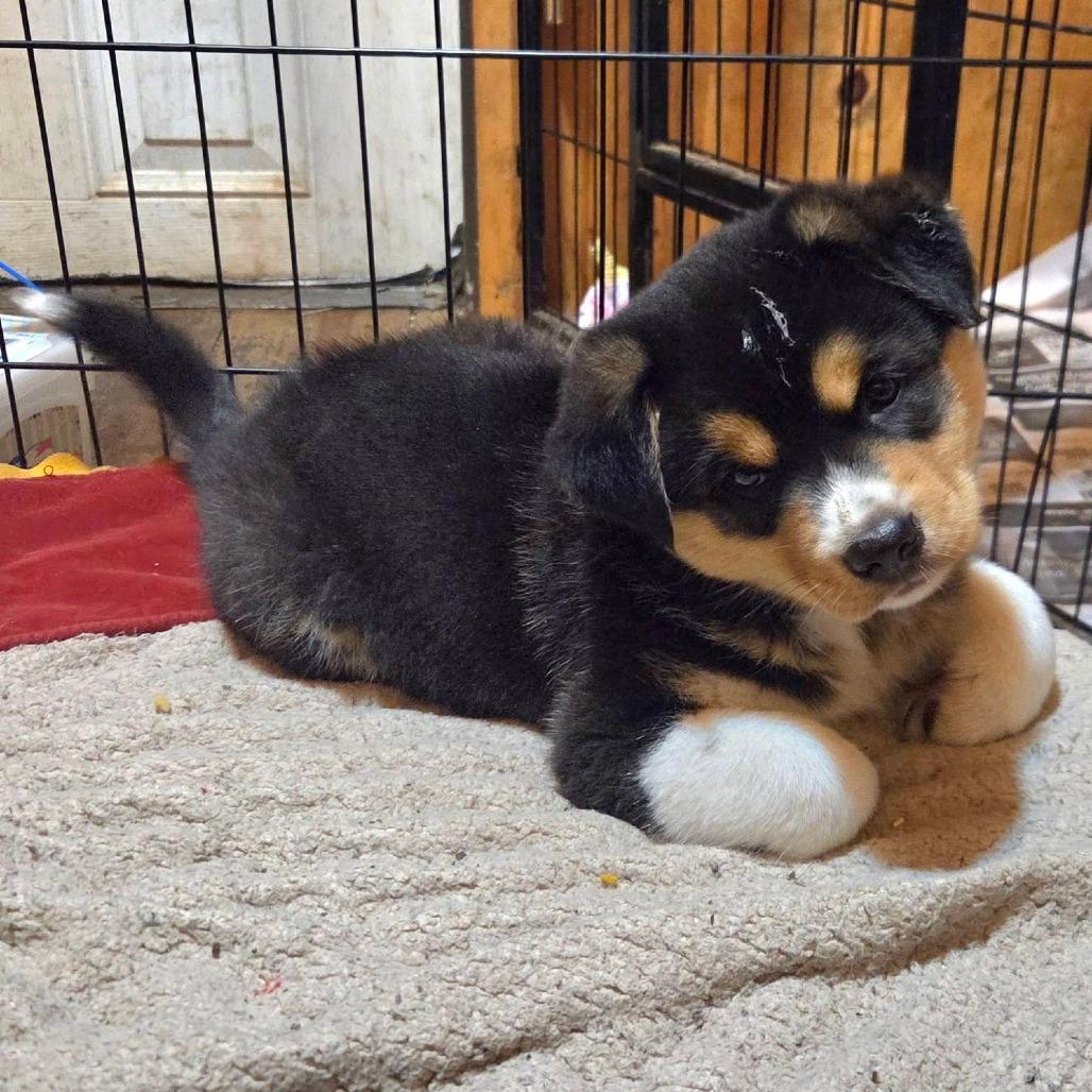 Little Gizmo(Luna's) 
