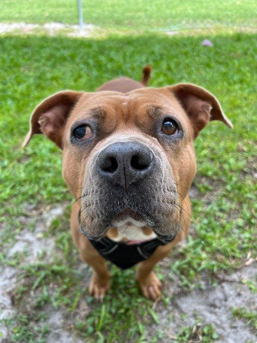 dogs and cats forever fort pierce fl