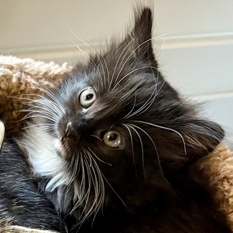 Mia