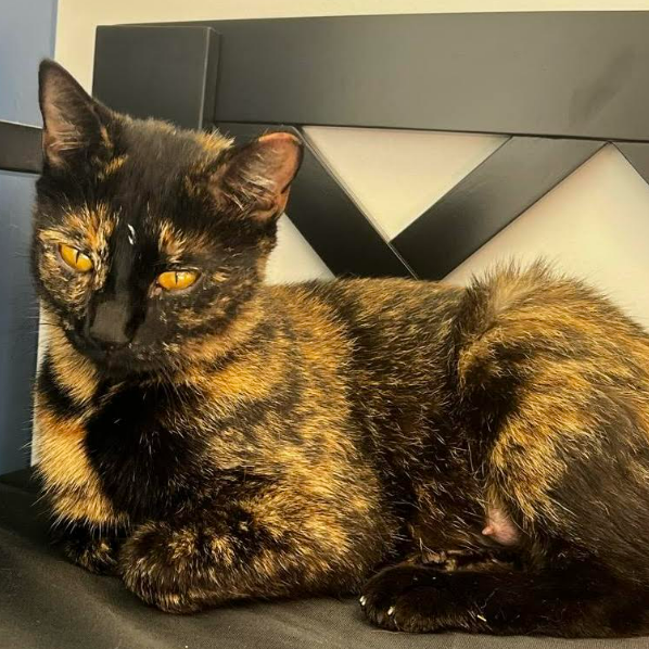 Bellatrix (Momma Tiger 25-5011)