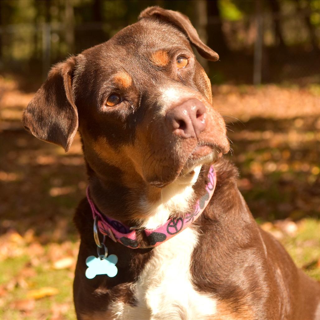 Cocoa
