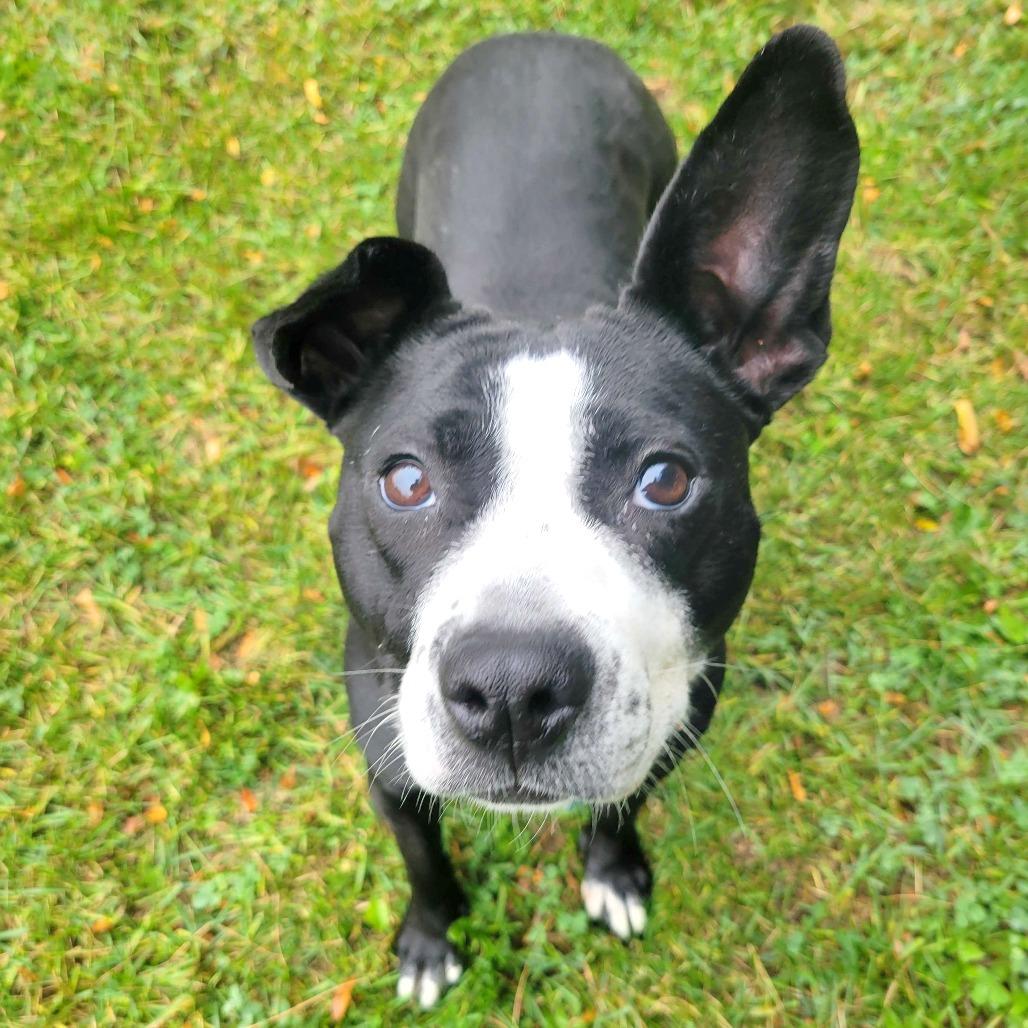 Maya