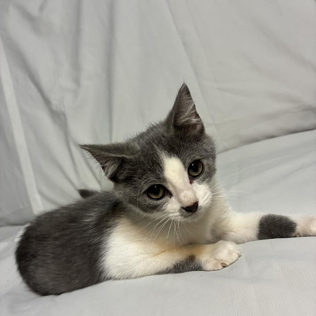 Turbo @Paws and Purrs