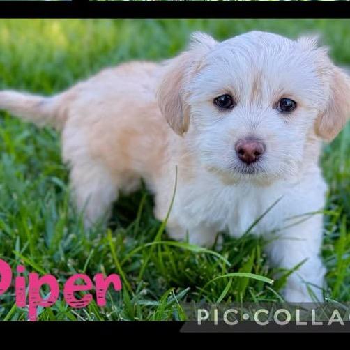 Piper
