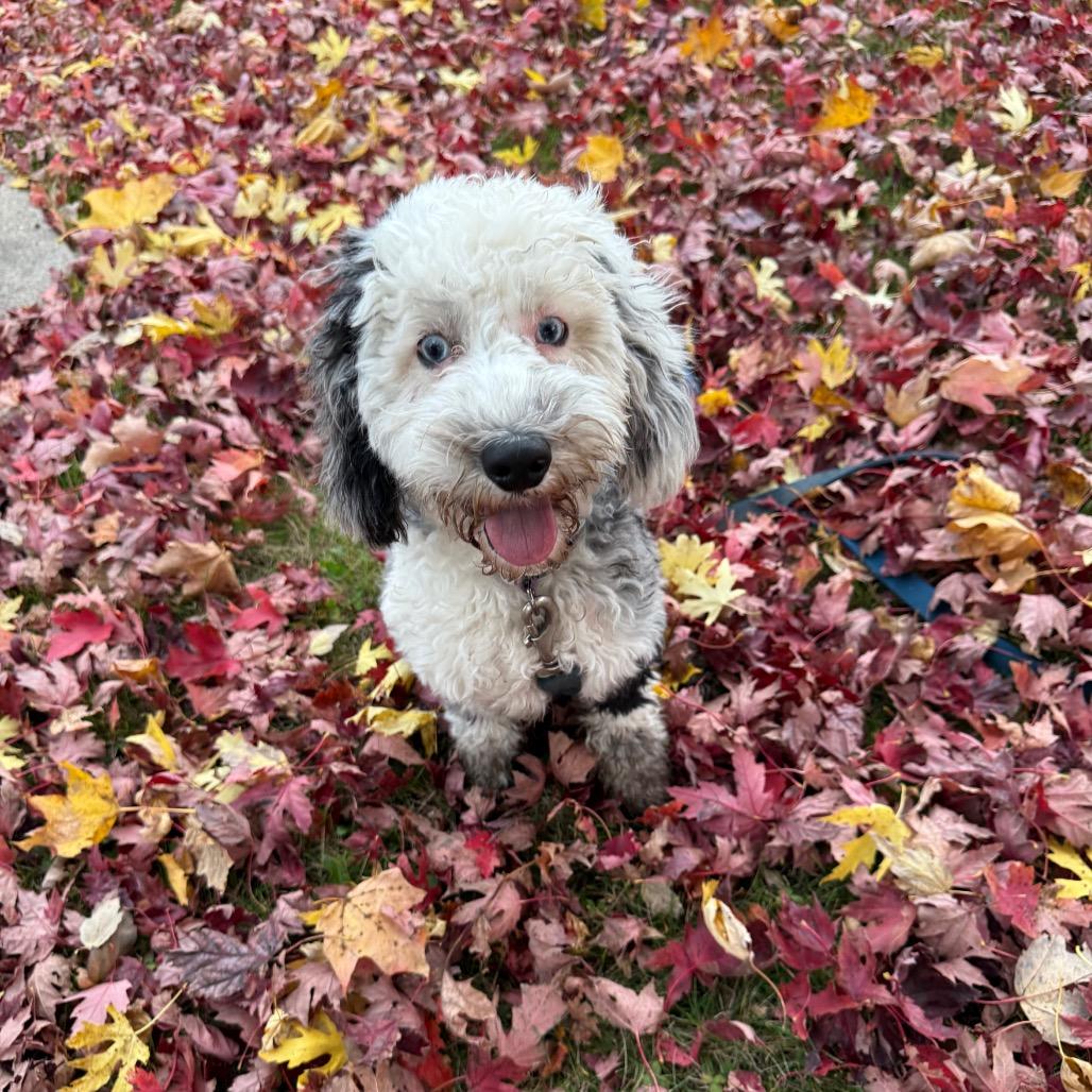 Harper-partially deaf