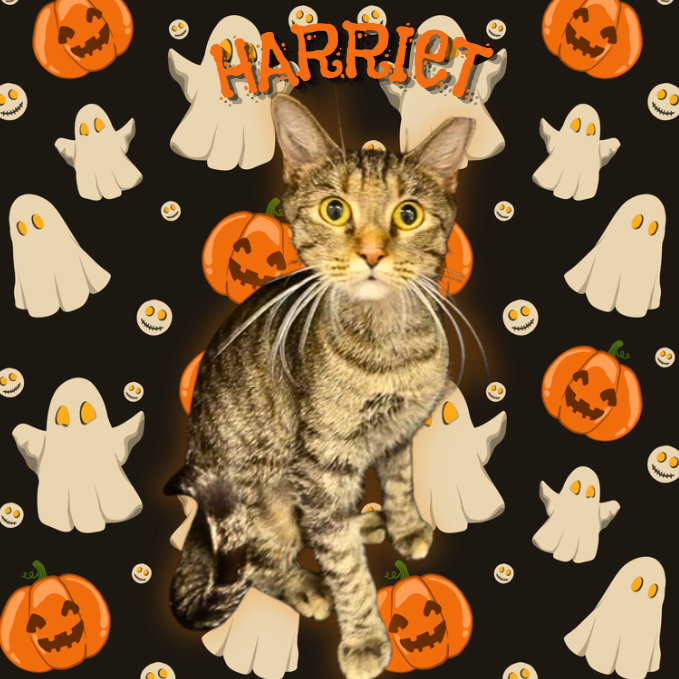 Harriet