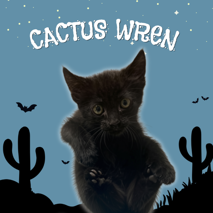 Cactus Wren