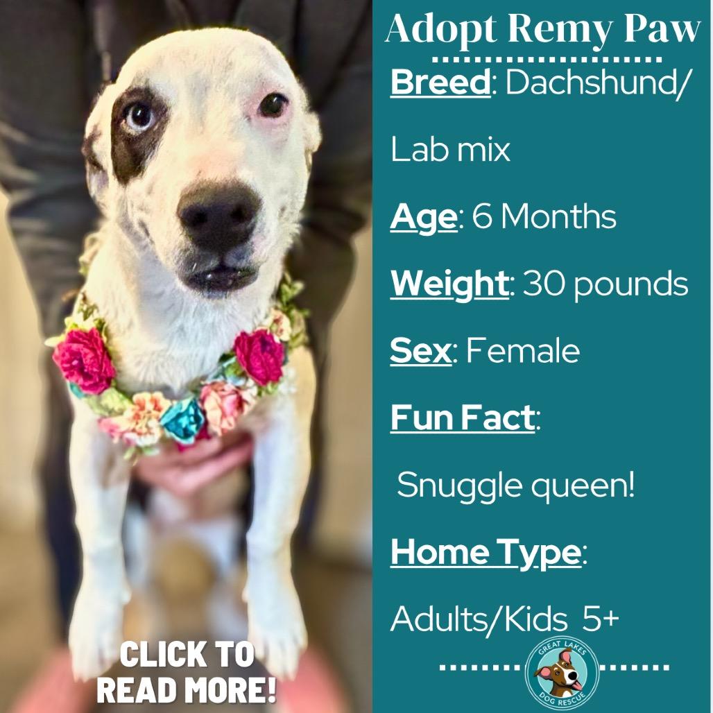 Remy Paw