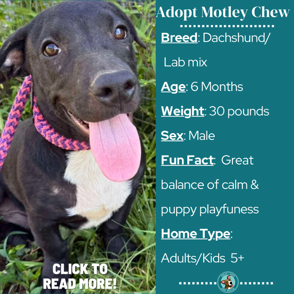 Motley Chew