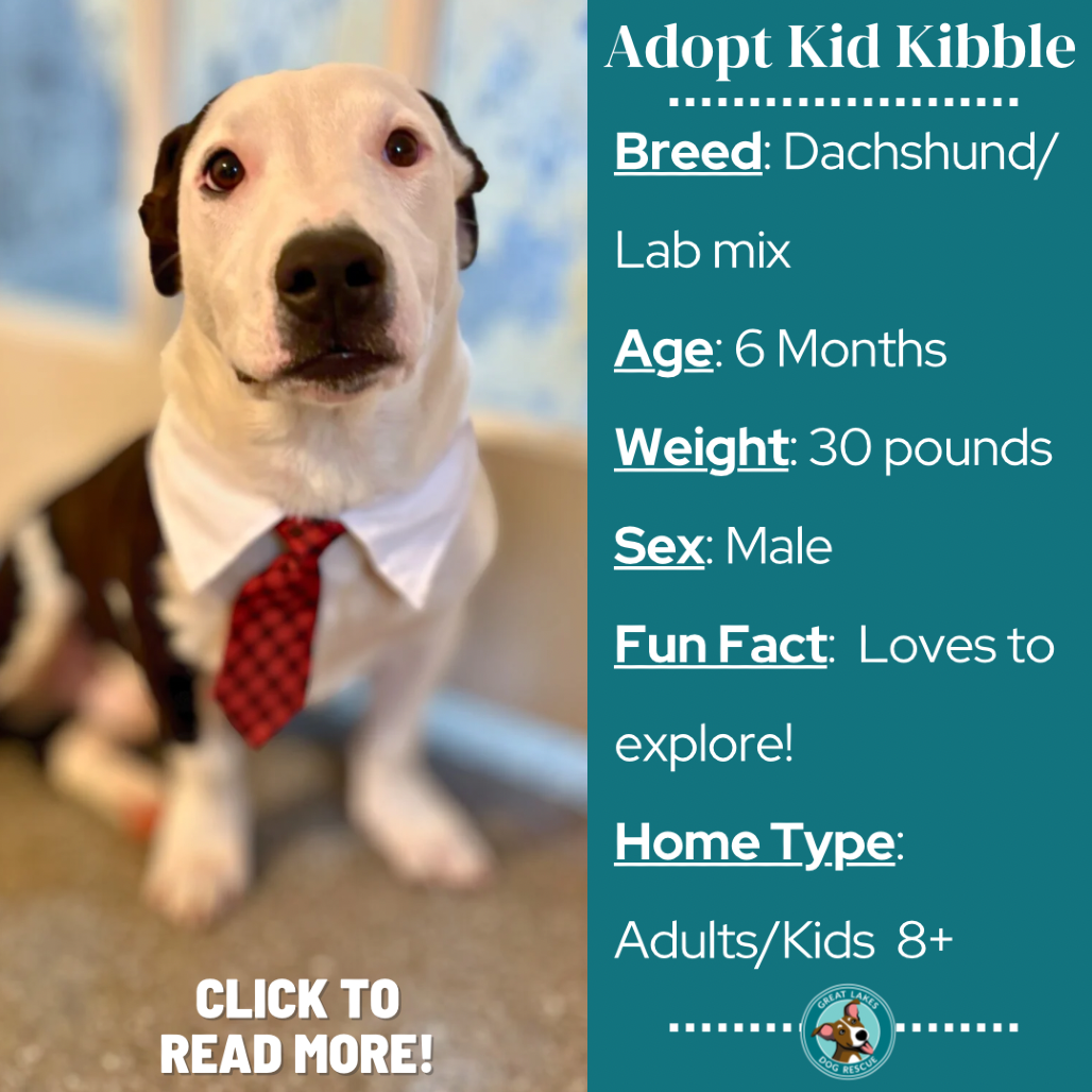 Kid Kibble