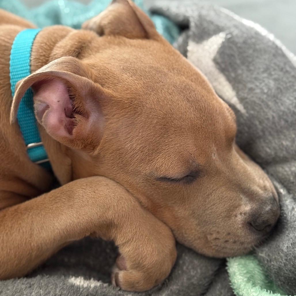 Pretzel