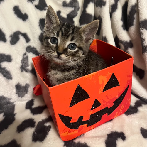 Hershey