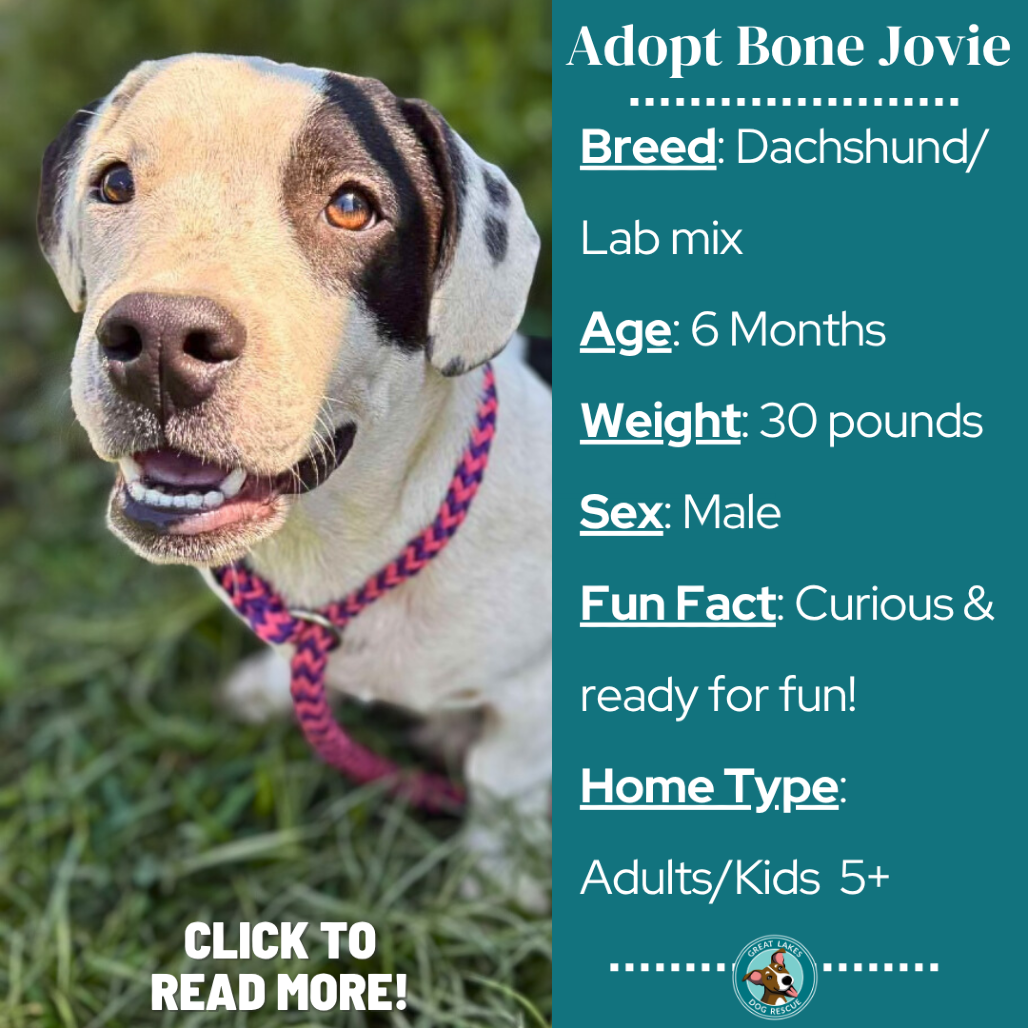 Bone Jovie