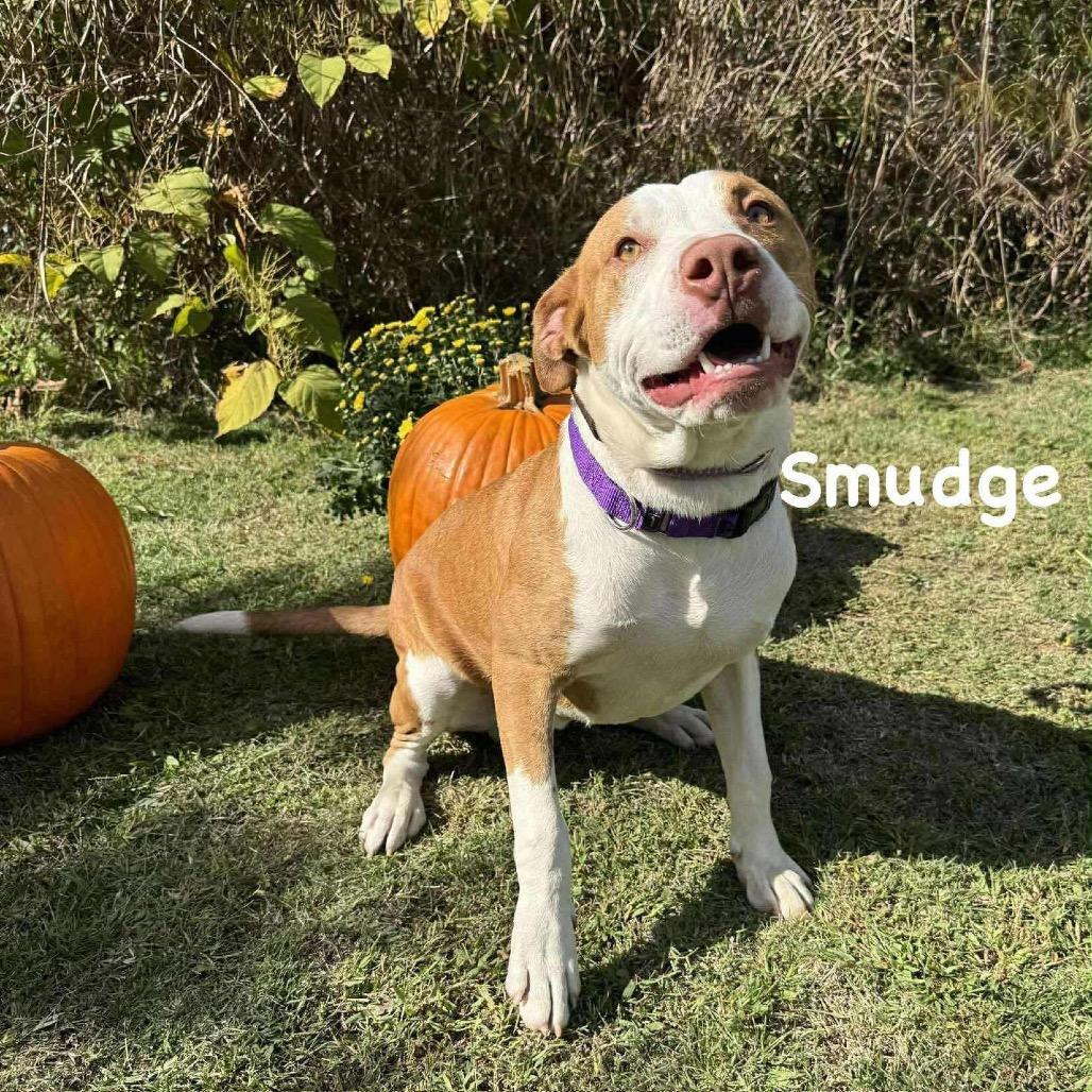 Smudge