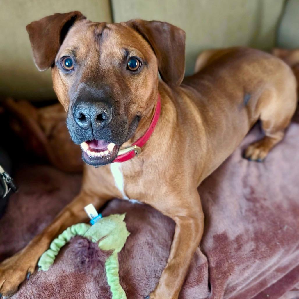 Tripp Von Lo-Ryder (Reduced Rover)