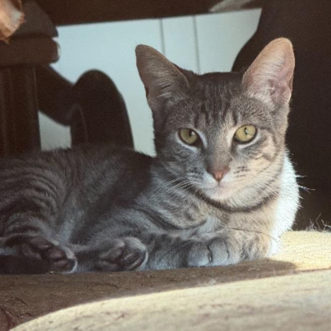 Frankie