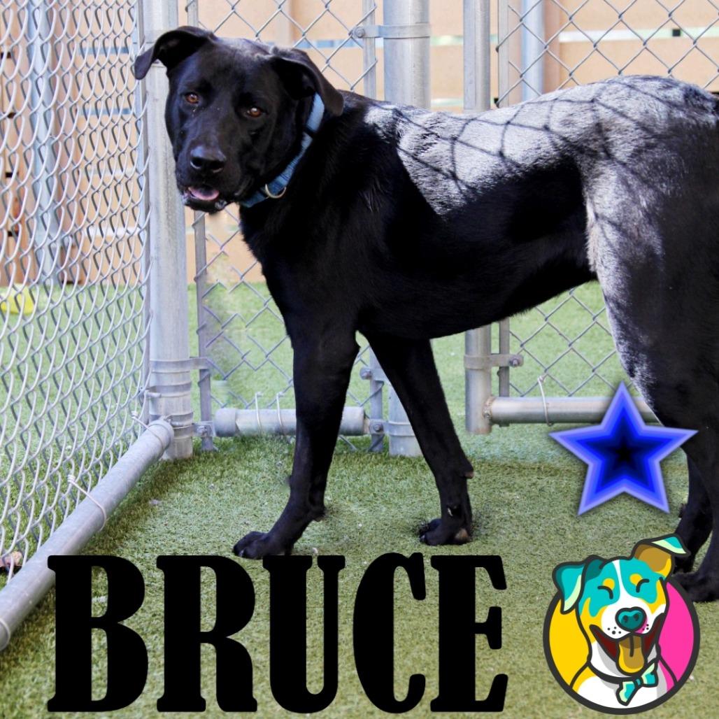 Bruce