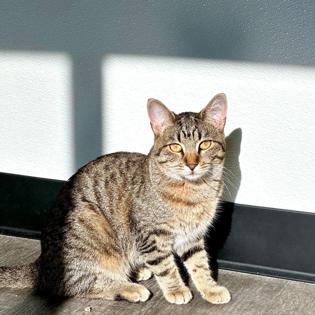 Yzma