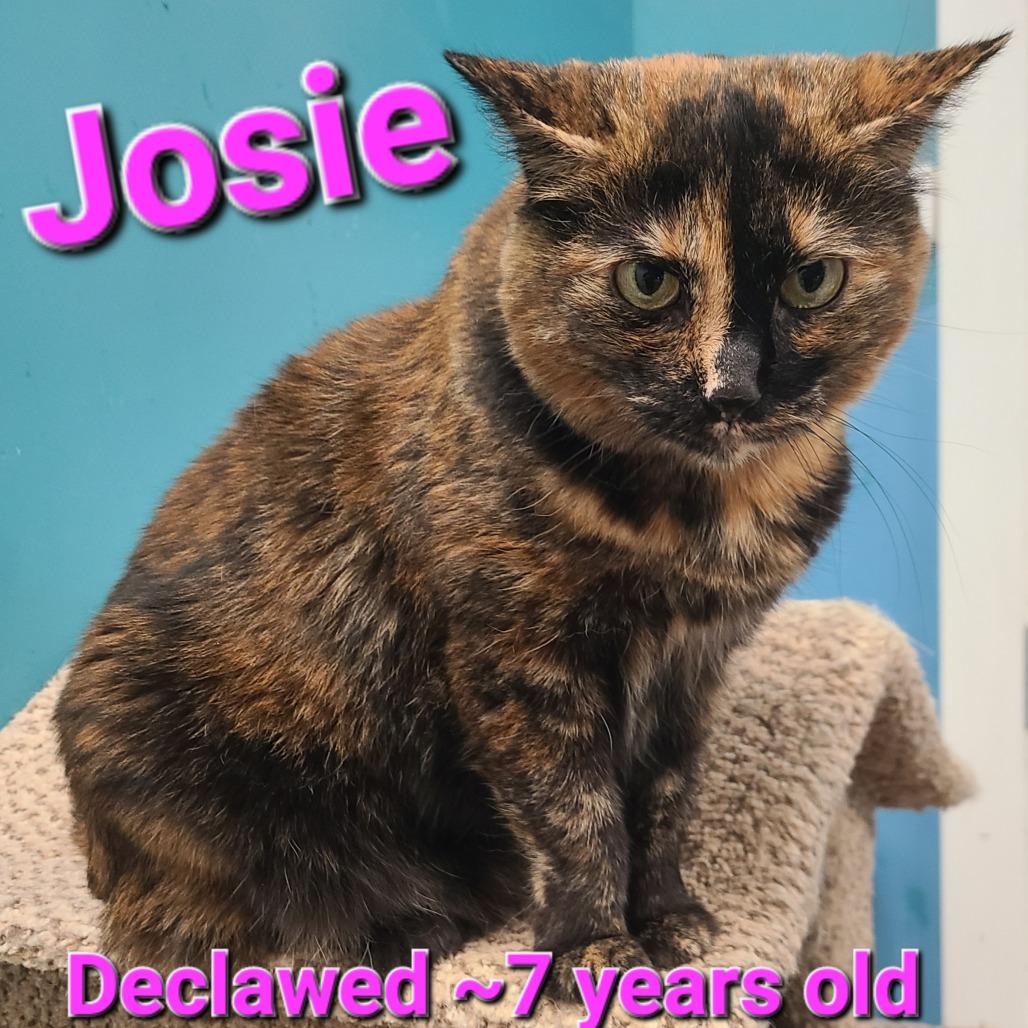 Josie 
