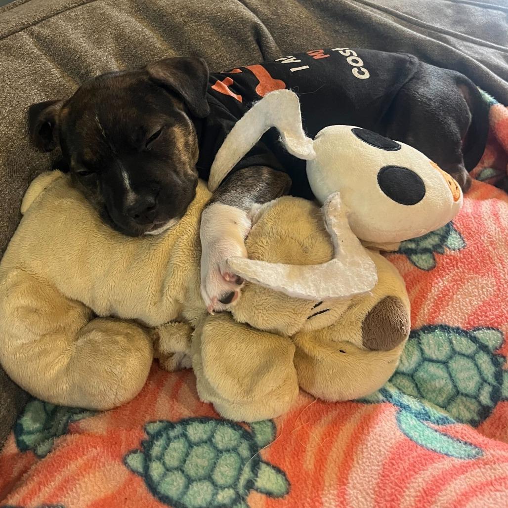 Josie