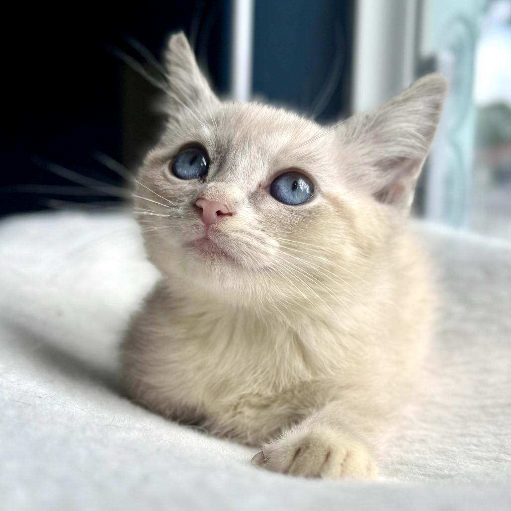 Pearl