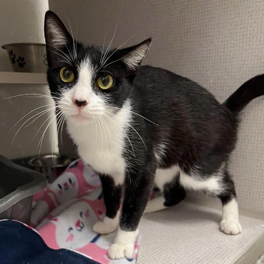 Autumn *Meet me at Eagan Petsmart*