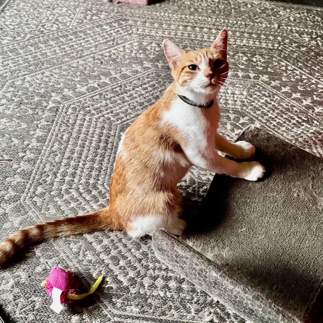 Peaches