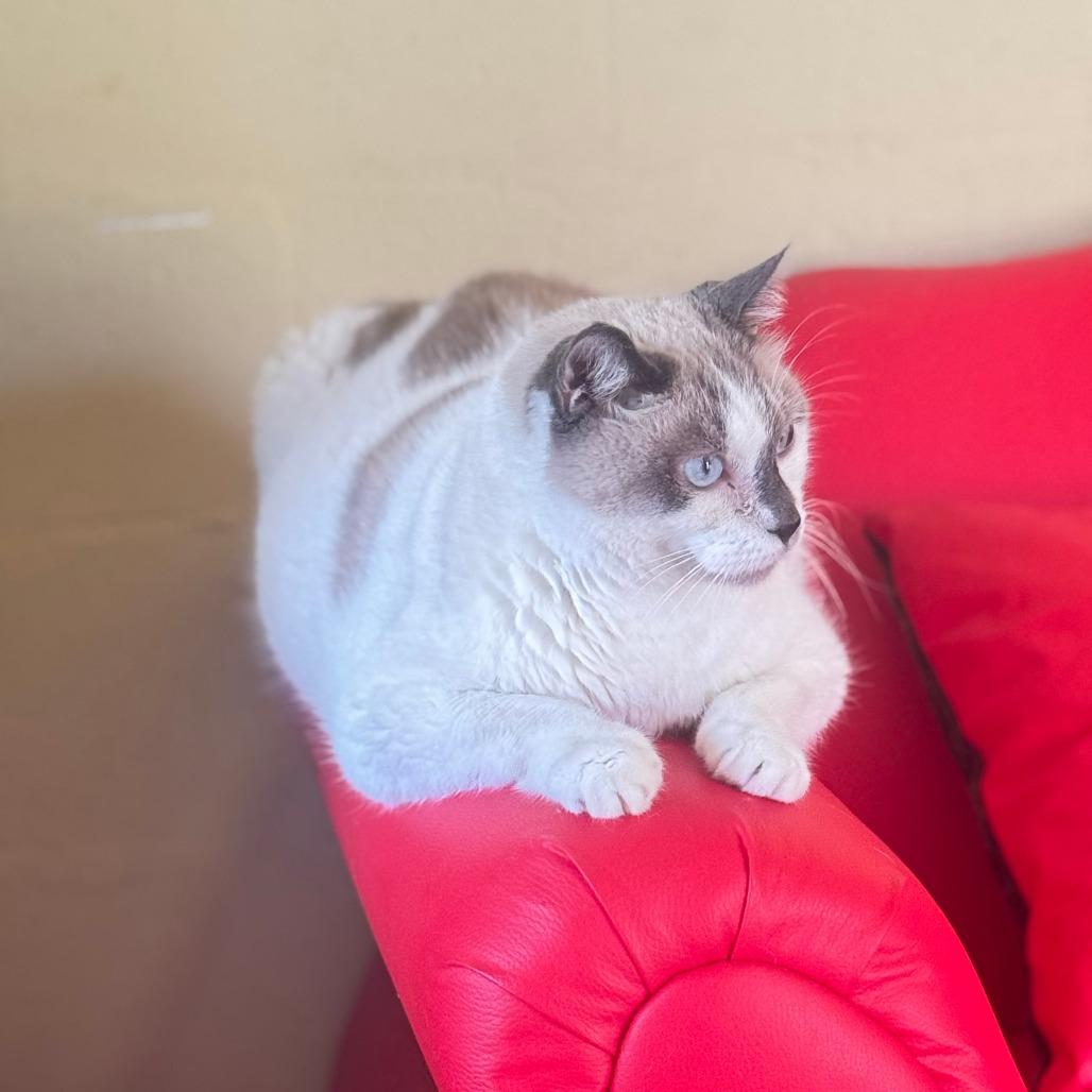 Snowball