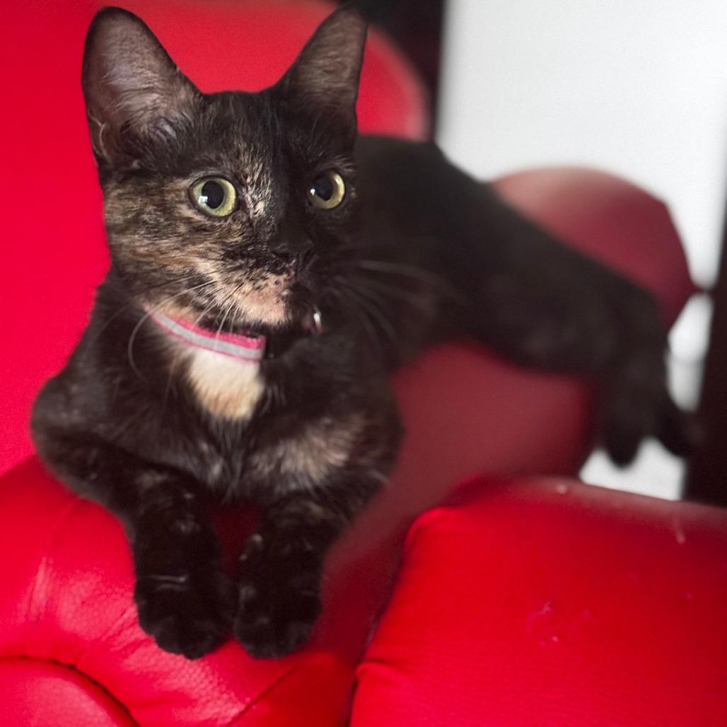 Ember