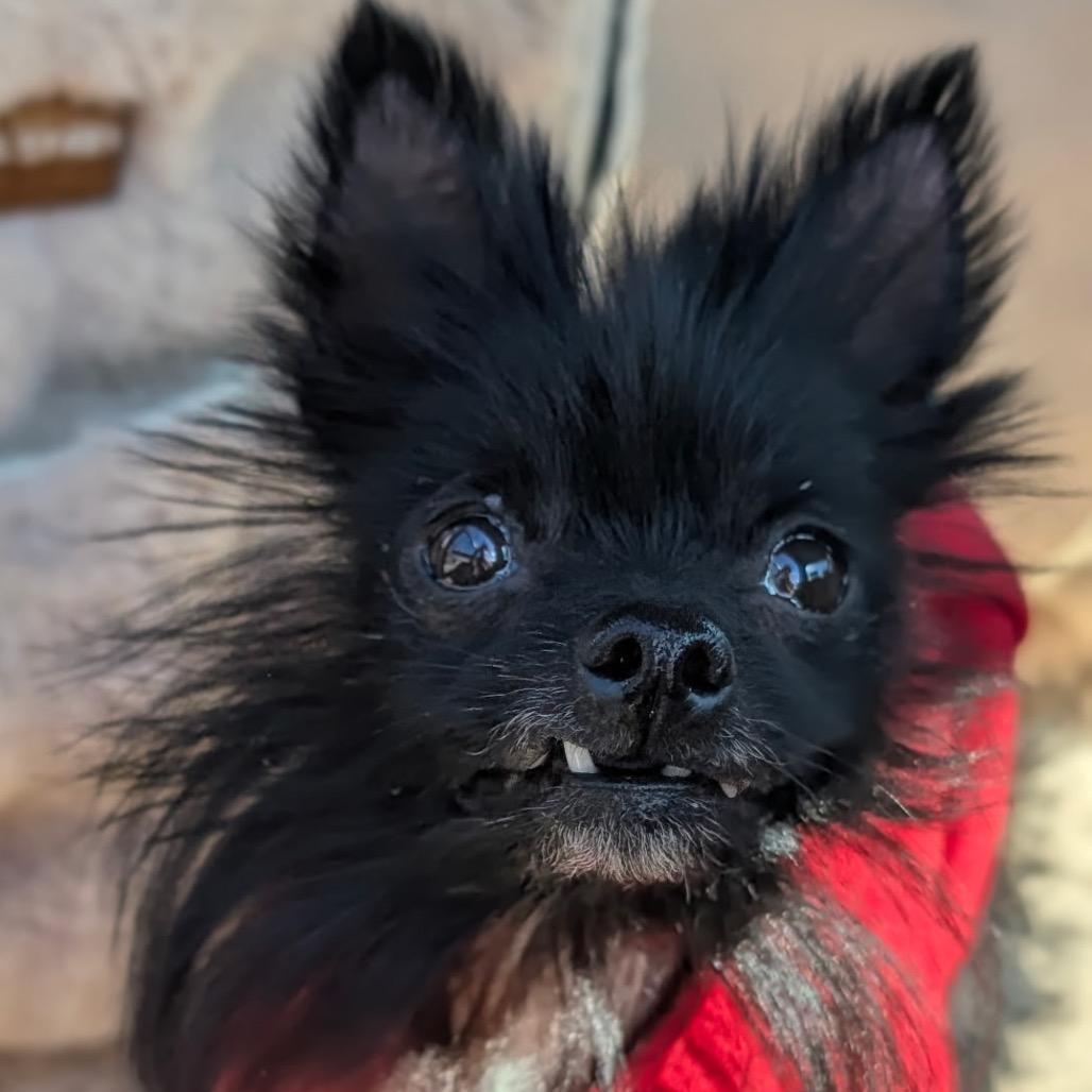 Little Red Riding Hood