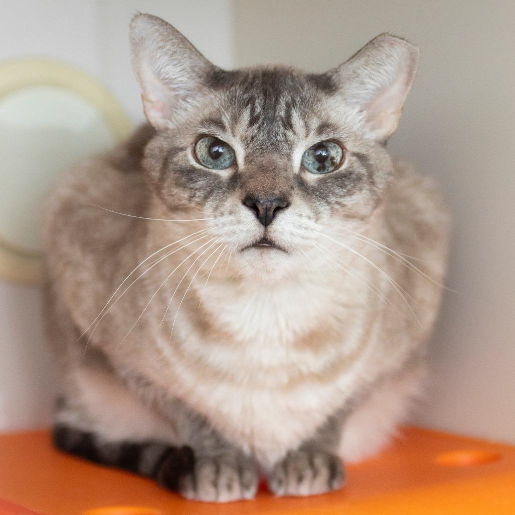 Simon