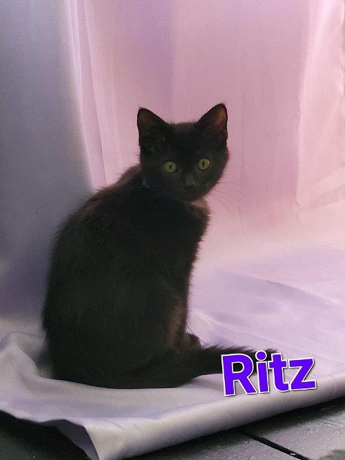 Adoptable Cats & Kittens in Des Moines, IA