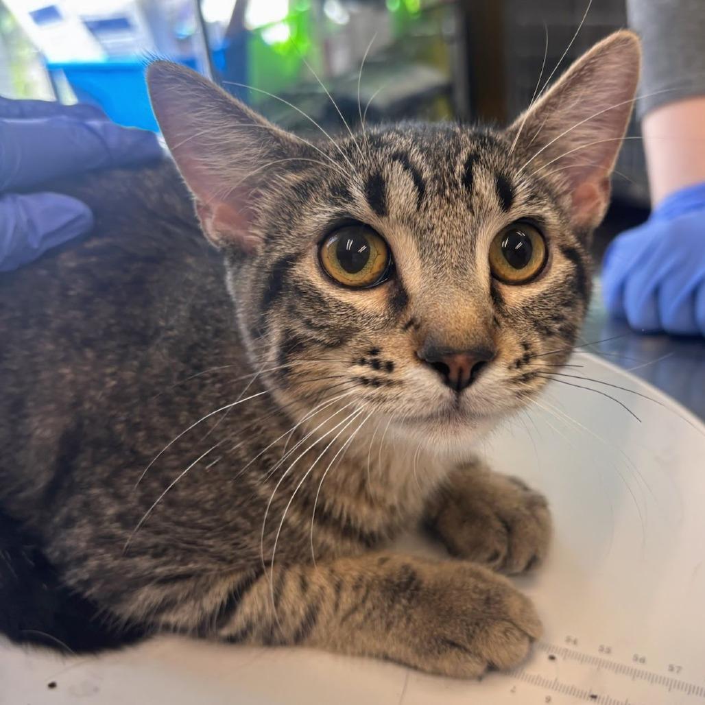 Atticus - Petsmart Belleville