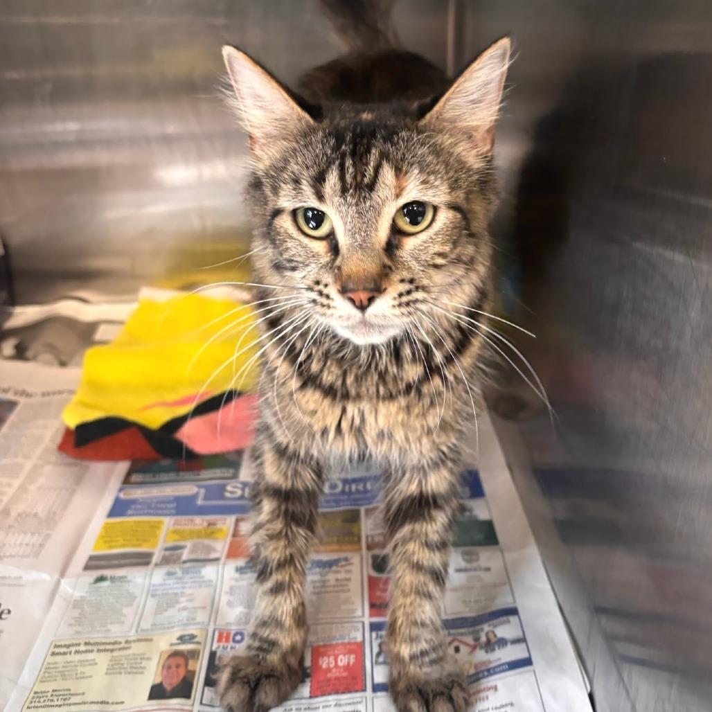 Babygirl - Petsmart Belleville