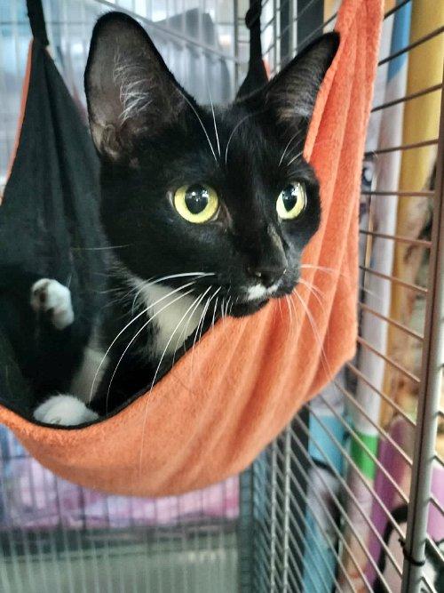 Adoptable Cats & Kittens in Fort Lauderdale, FL