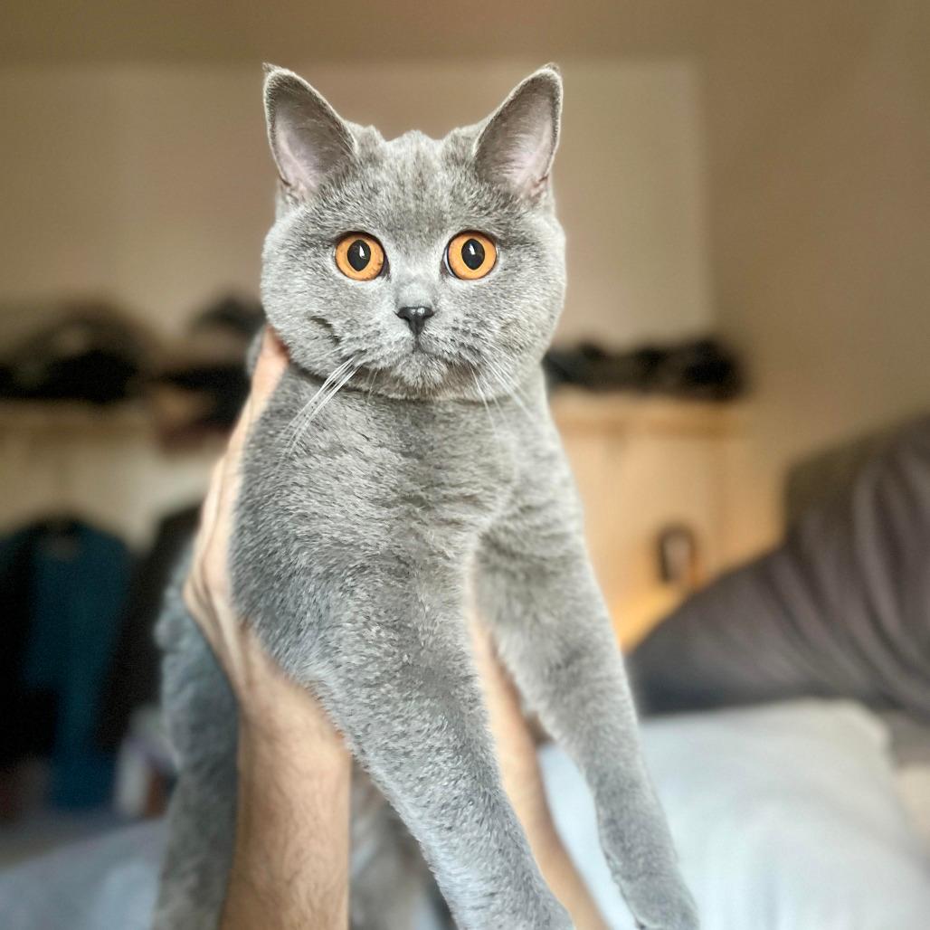 Her Highness AKA Fancy Pants 