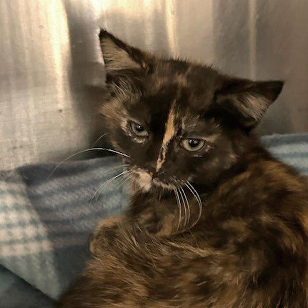 Disco Dottie - Tiny Spirit Kitten