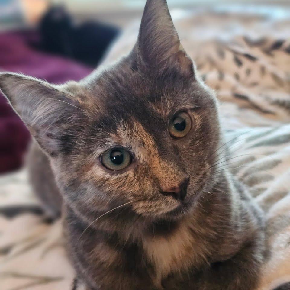 Merida