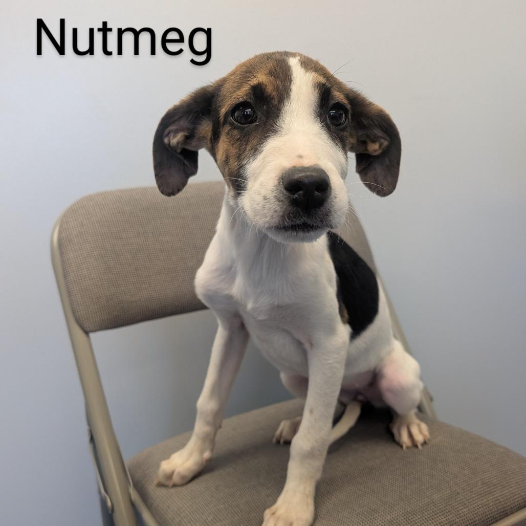 Nutmeg