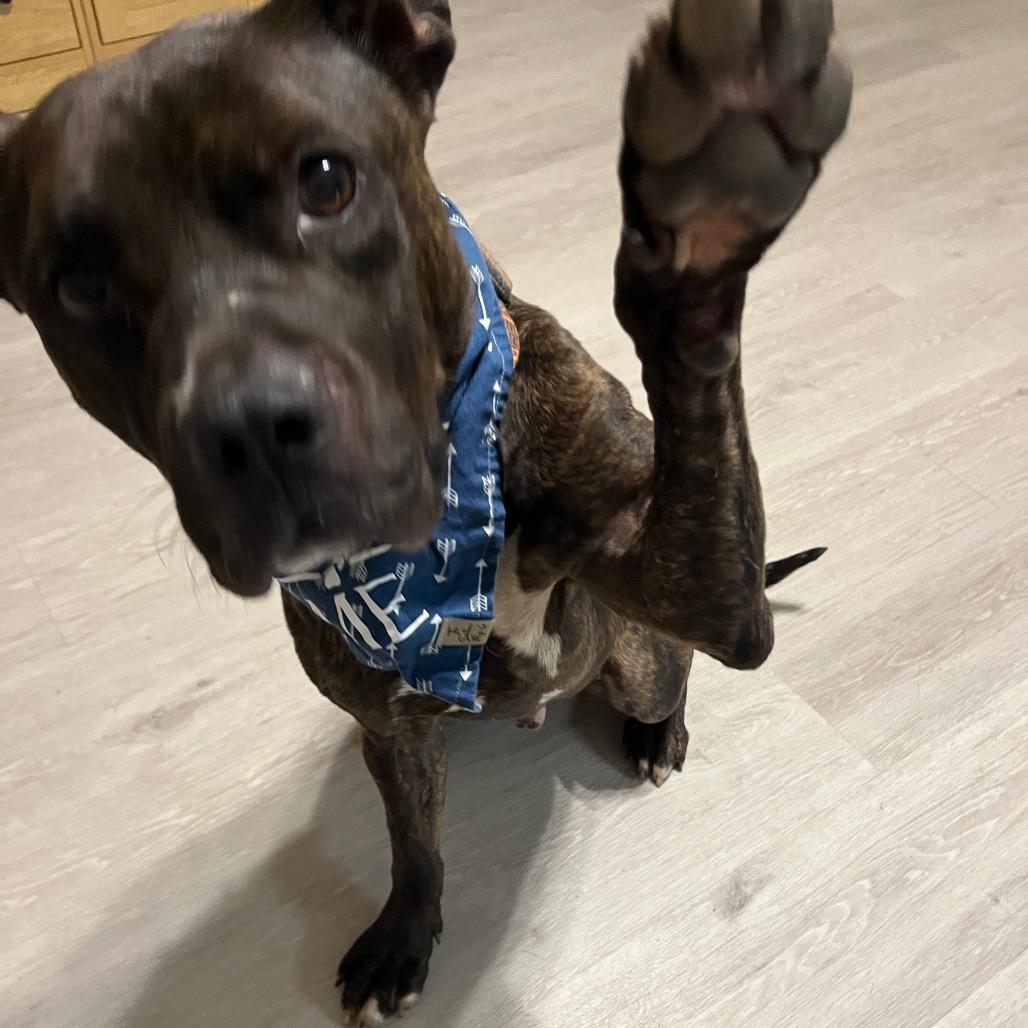 Sprite Adoption Fee-SPONSORED!)