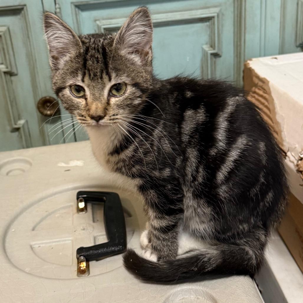 Sissy Kit - Bennington