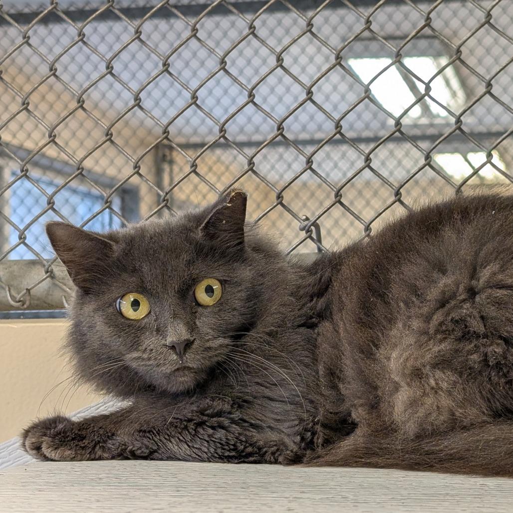 Filet O'Fish(working cat) 