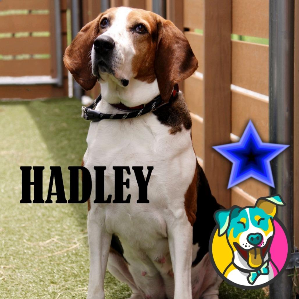 Hadley
