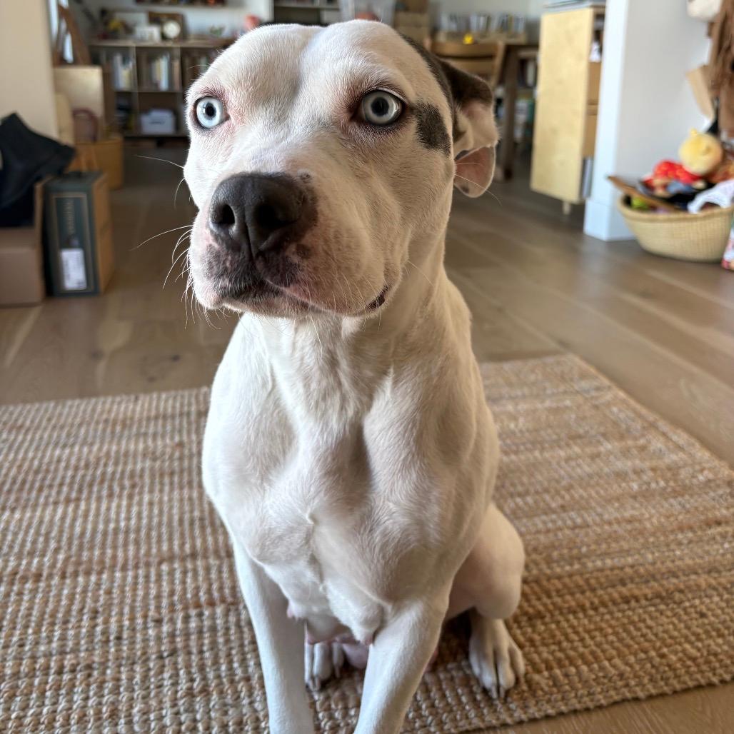 731 (2025) Mama Angel